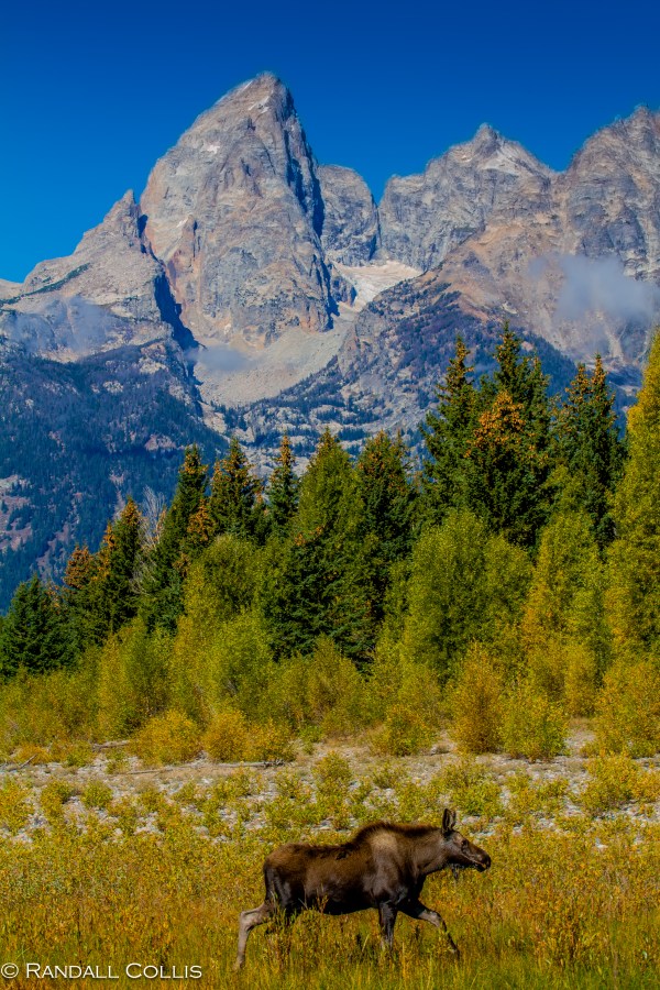 Jackson-Grand Tetons-519