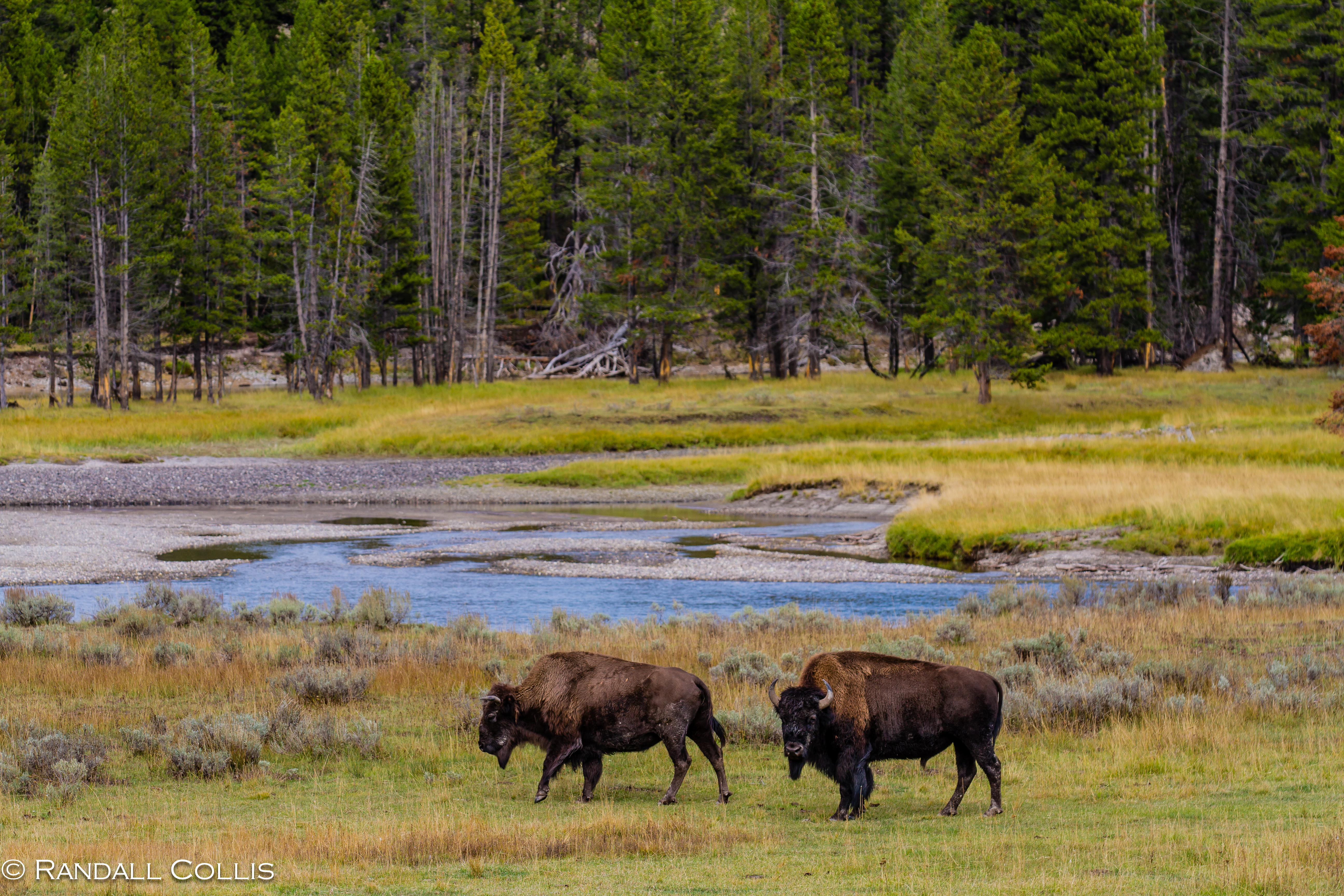 YellowstoneNP-2
