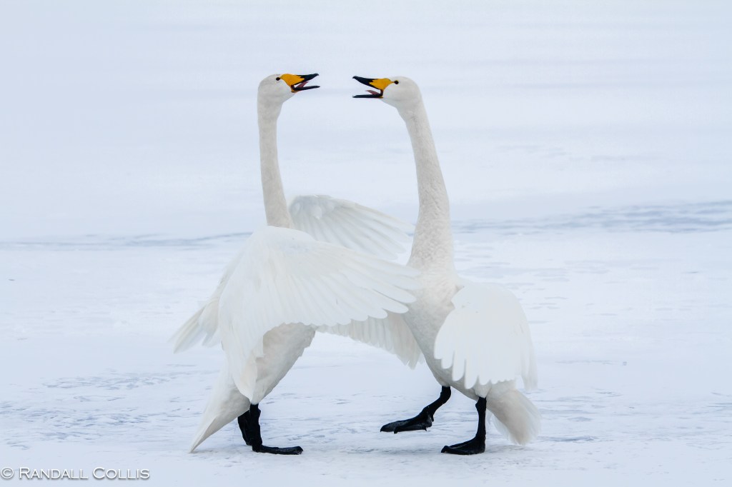 As We Begin our Journey of Yuan Fen –&nbsp;缘分