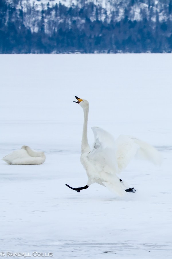 Whooper Swan Hokkaido Lake Mashuko Japan-8