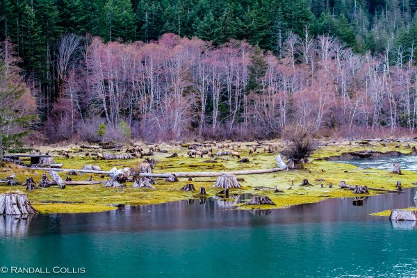 Skokomish Wilderness Olympic National Forest-12