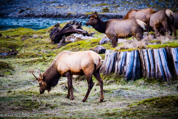 Skokomish Wilderness Olympic National Forest-18
