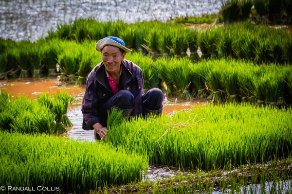 Yunnan Red Soil Positive Envy-16