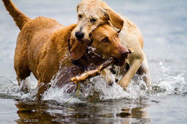 Pacific Northwest Nature-1