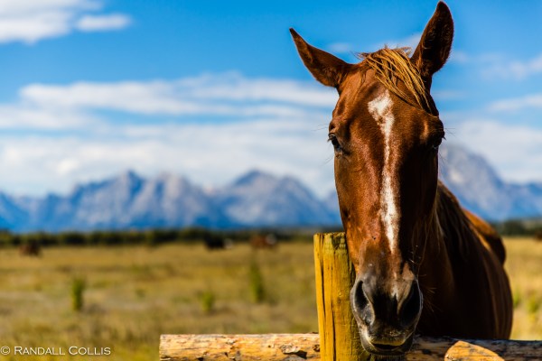 Pacific Northwest Nature-10