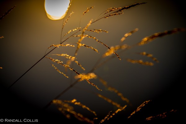 Pacific Northwest Nature-4