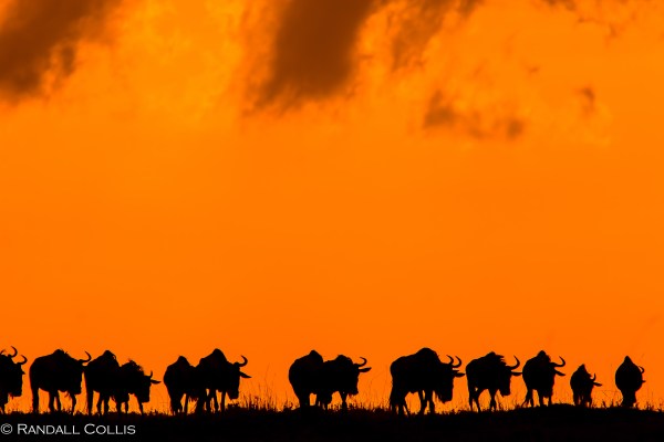 Kenya Maasai Mara Africa-5