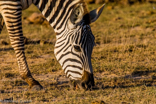 Kenya Maasai Mara Africa-6