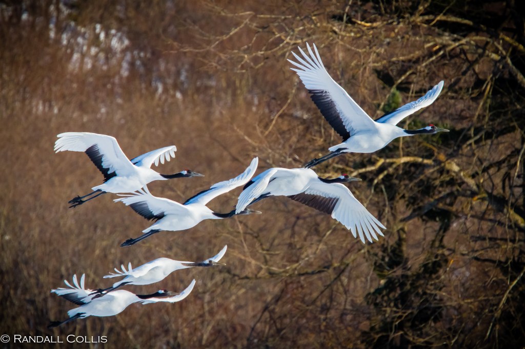 The Sparrow and The Red-Crowned&nbsp;Crane