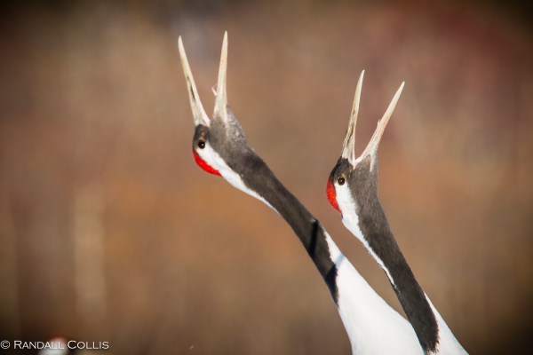 Red-Crowned Crane 丹顶鹤  ~ 仙鹤-13