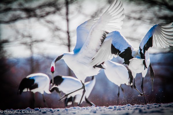Red-Crowned Crane 丹顶鹤  ~ 仙鹤-16