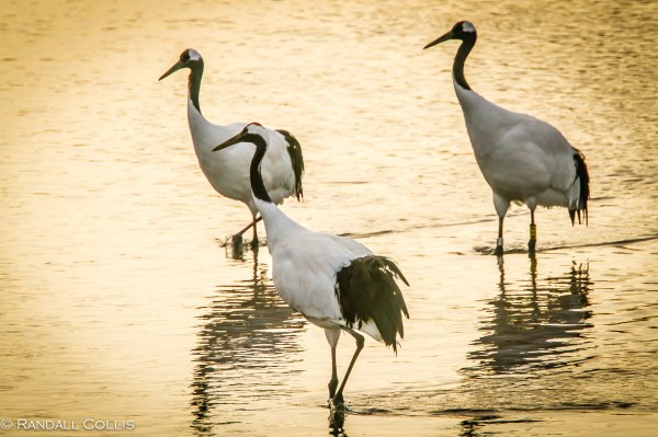 Red-Crowned Crane 丹顶鹤  ~ 仙鹤-17