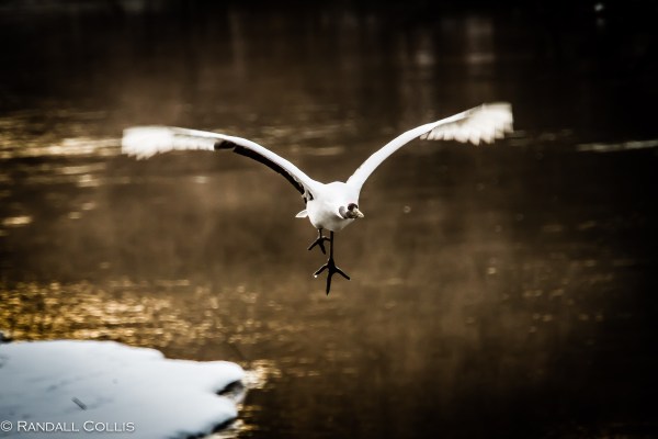 Red-Crowned Crane 丹顶鹤  ~ 仙鹤-20