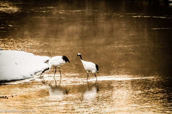 Red-Crowned Crane 丹顶鹤  ~ 仙鹤-5
