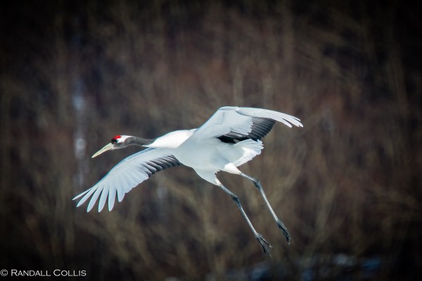 Red-Crowned Crane 丹顶鹤  ~ 仙鹤-7