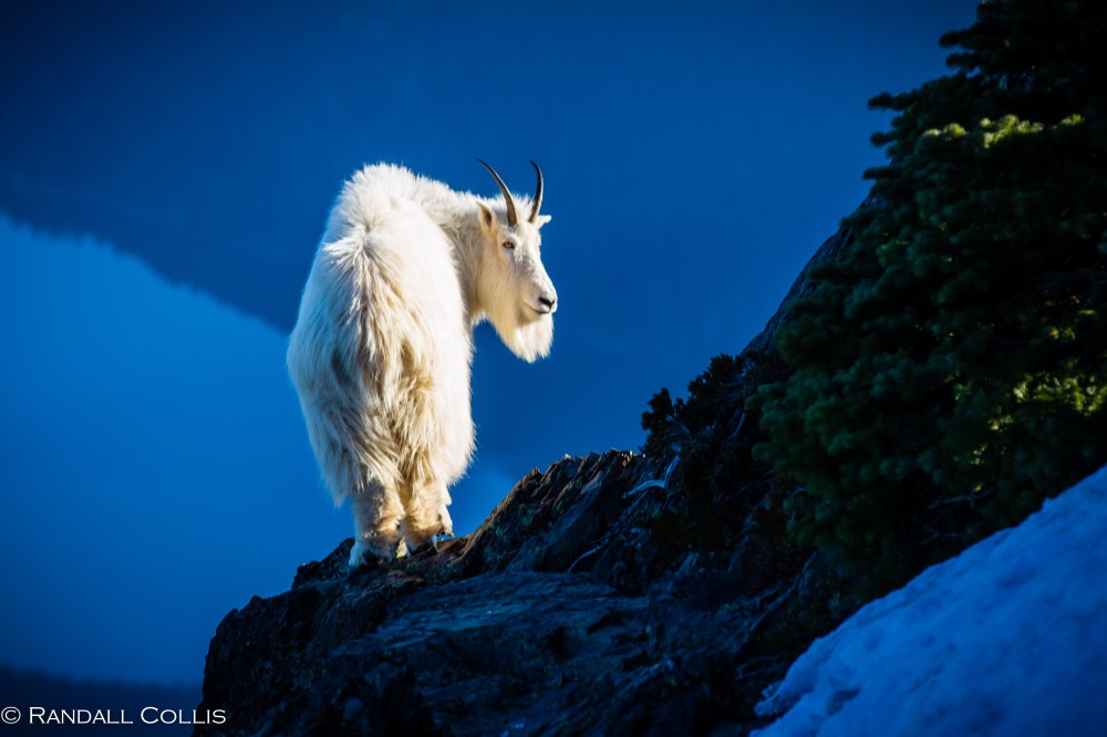 Mt. Ellinor and Skokomish Mountain Goats-1