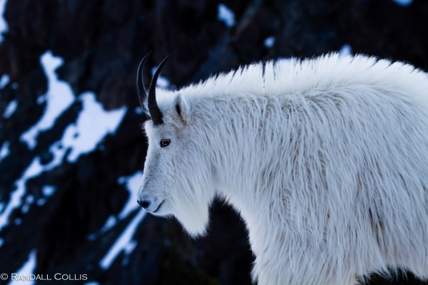 Mt. Ellinor and Skokomish Mountain Goats-10