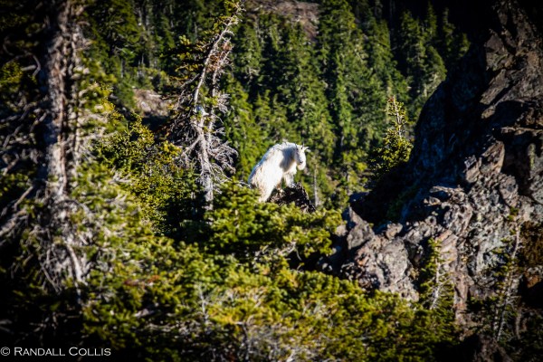 Mt. Ellinor and Skokomish Mountain Goats-11