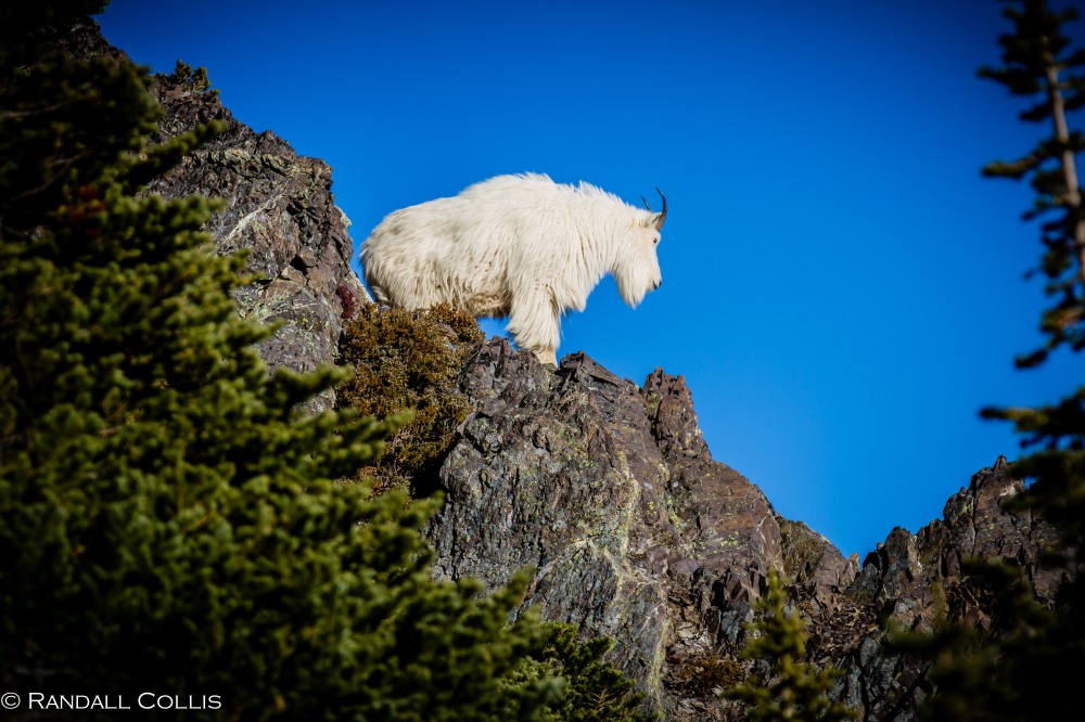 Mt. Ellinor and Skokomish Mountain Goats-13