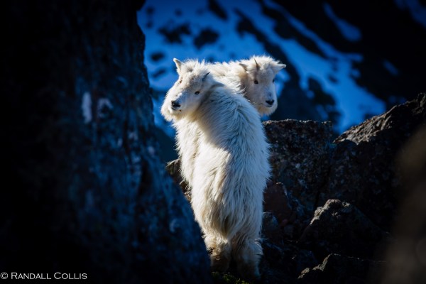 Mt. Ellinor and Skokomish Mountain Goats-14