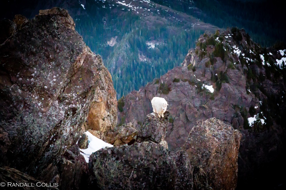 Mt. Ellinor and Skokomish Mountain Goats-16
