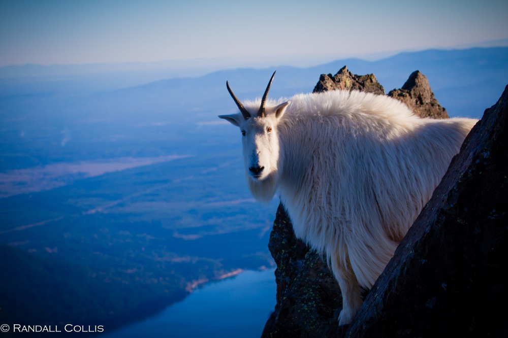 Mt. Ellinor and Skokomish Mountain Goats-18