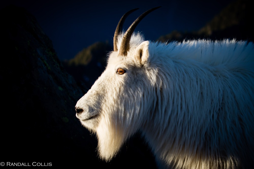 Mt. Ellinor and Skokomish Mountain Goats-20