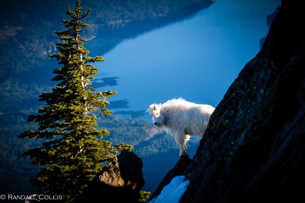 Mt. Ellinor and Skokomish Mountain Goats-5