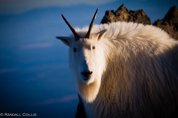 Mt. Ellinor and Skokomish Mountain Goats-6