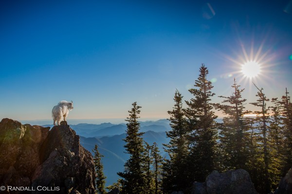 Mt. Ellinor and Skokomish Mountain Goats-7