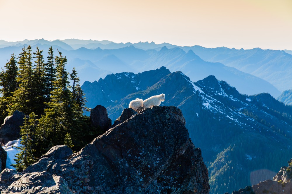 Mt. Ellinor and Skokomish Mountain Goats-9