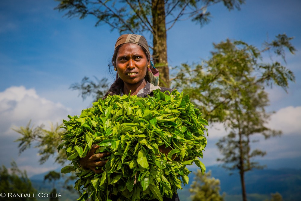 Nuwara Eliya - Sri Lankan Tea Plantations-3