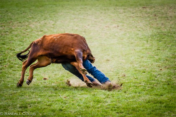 Pendleton Round-Up Let'er Buck - Life of a Cowboy-5
