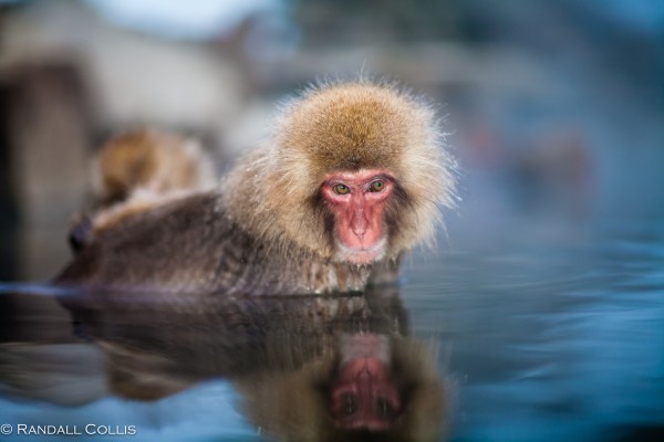 Japanese Macaque Snow Monkey - Perception of Time-13