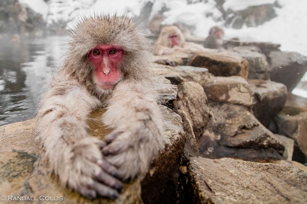 Japanese Macaque Snow Monkey - Perception of Time-14