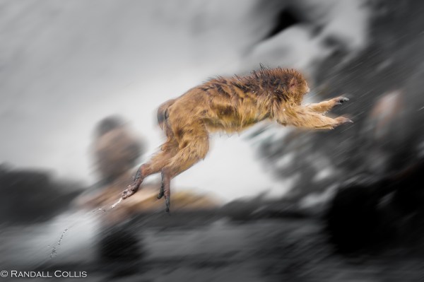 Japanese Macaque Snow Monkey - Perception of Time-18