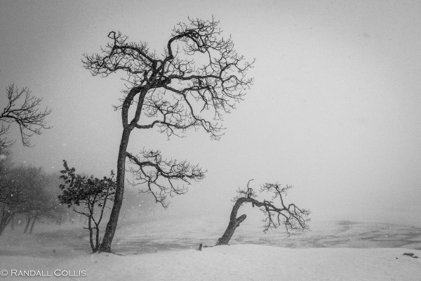 Japanese Macaque Snow Monkey - Perception of Time-2
