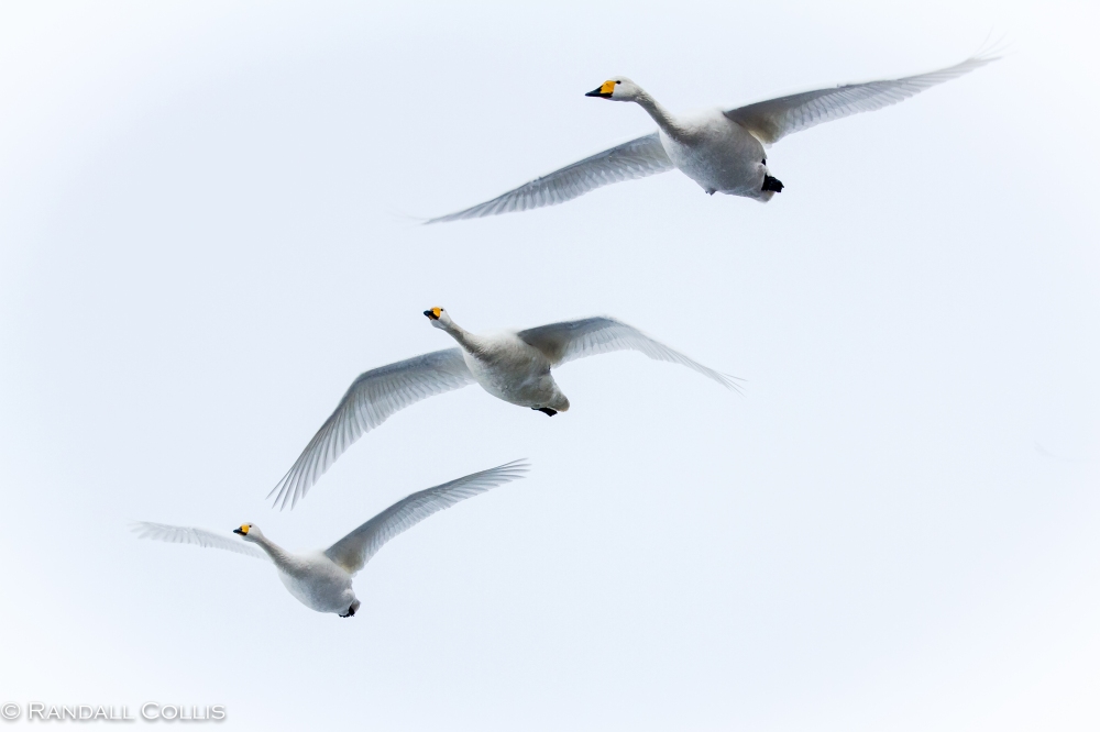 Whooper Swans Lake Mashuko - Perception of Time-3