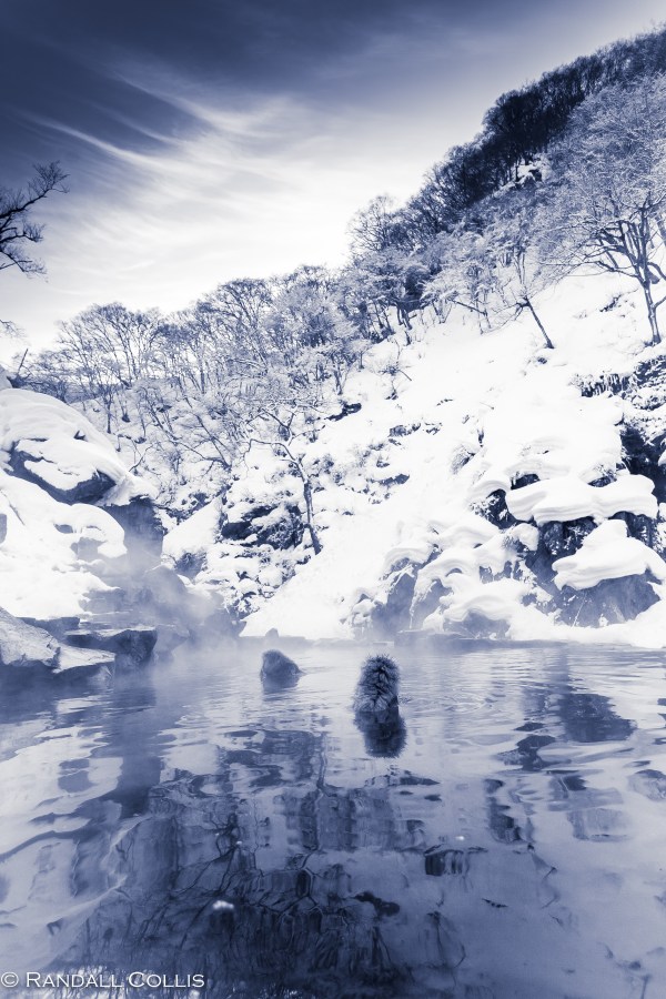Japanese Macaque Snow Monkey - Perception of Time-5