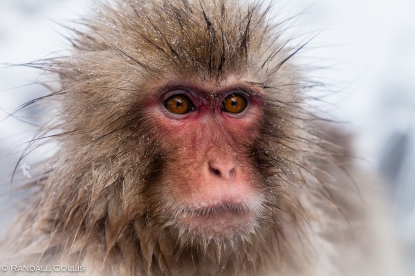 Japanese Macaque Snow Monkey - Perception of Time-9