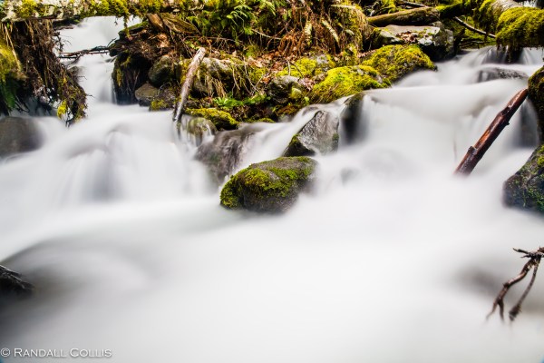 olympic-national-forest-hood-canal-4