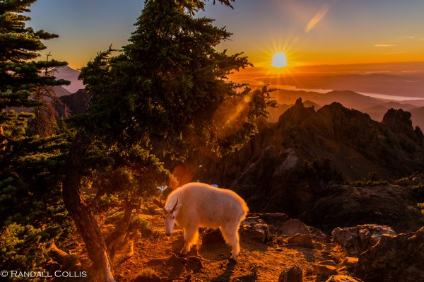 olympic-national-forest-hood-canal-9