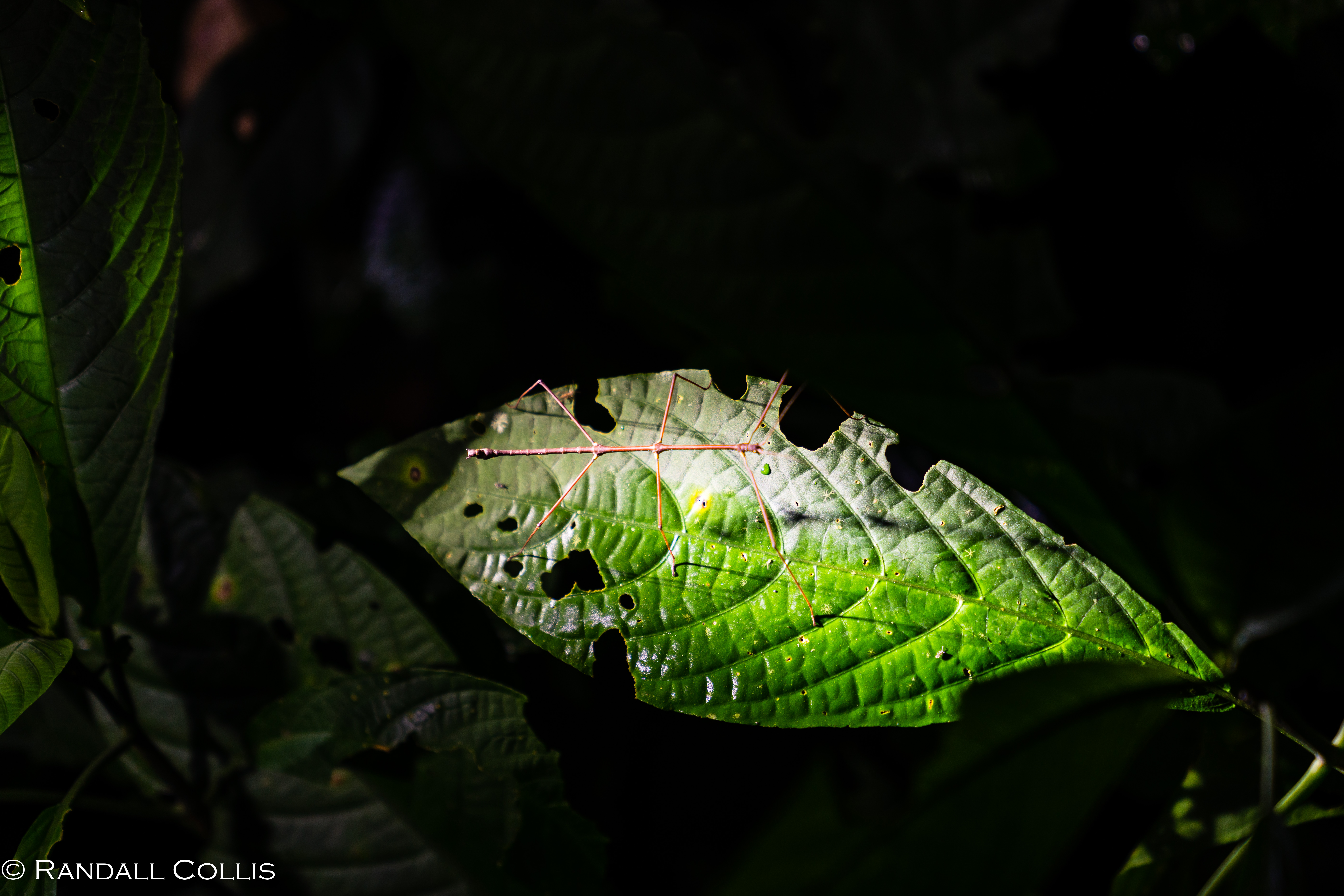 Perú - Rhythm of the Amazon -13