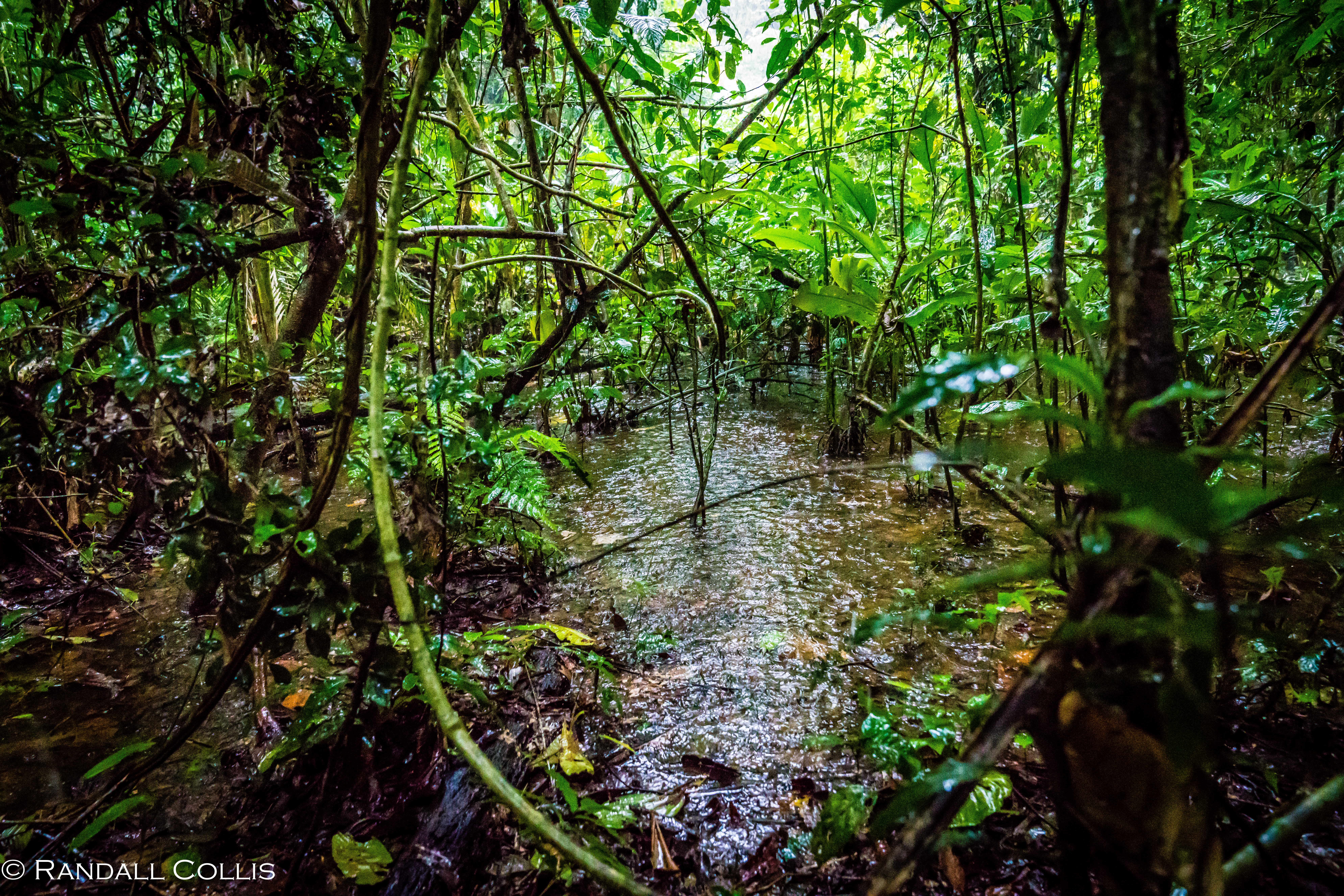 Perú - Rhythm of the Amazon -5
