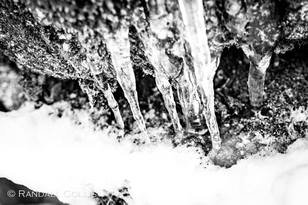 Icicle and Moss B&W