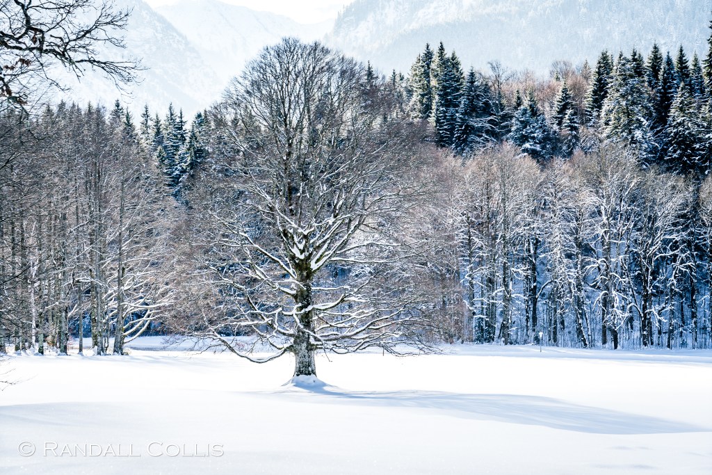 Lonely Tree in a Snow Field