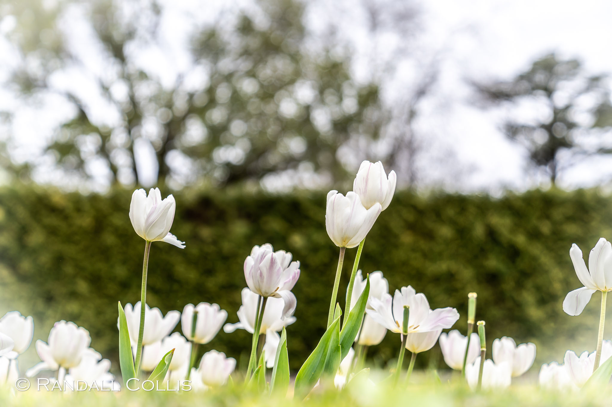 Flower Trio - Porto