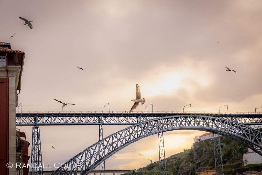 Free Bird - Porto Style