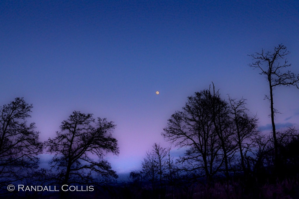 Twilight in the Wilderness - moon above the trees