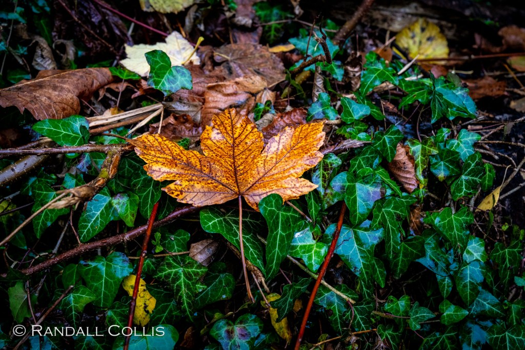A flash of gold among the ivy.